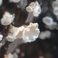 Lachnum brevipilosum