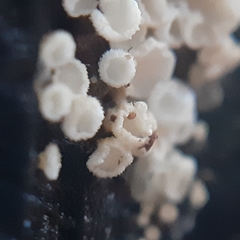 Lachnum brevipilosum