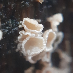 Lachnum brevipilosum