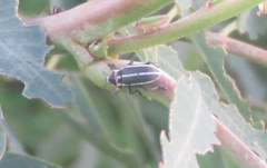 Eudiagogus episcopalis