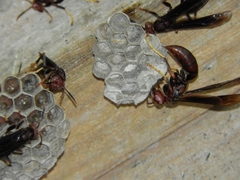 Polistes ferreri