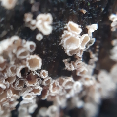 Lachnum brevipilosum