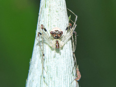 Mimetidae