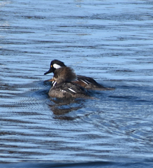 Lophodytes cucullatus