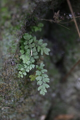 Asplenium verecundum