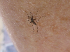 Aedes aegypti