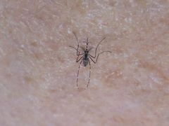 Aedes aegypti