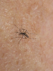 Aedes aegypti