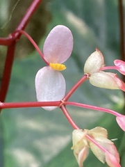 Begonia multinervia