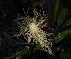 Asplundia brachyphylla