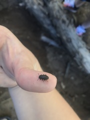 Asiopus minimus