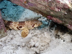 Indonesian Speckled Carpet Shark photo 1