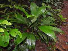 Asplundia brachyphylla