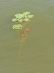 Ludwigia sedoides