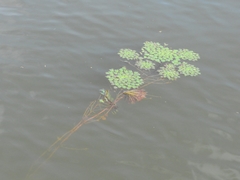 Ludwigia sedoides