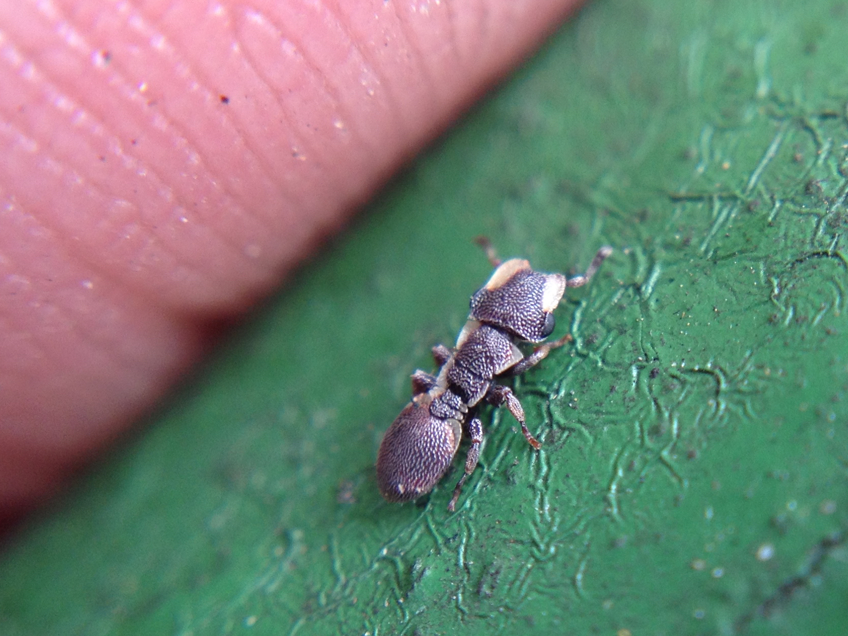 Cephalotes maculatus