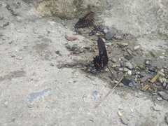 Heraclides anchisiades