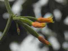 Gurania lobata