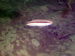 Suezichthys devisi