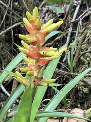 Guzmania donnell-smithii