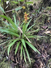 Guzmania donnell-smithii