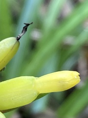 Guzmania donnell-smithii