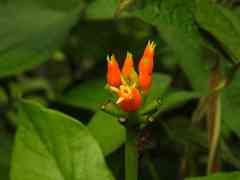 Gurania lobata