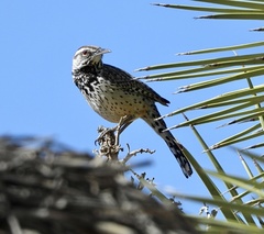 Campylorhynchus brunneicapillus