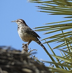 Campylorhynchus brunneicapillus