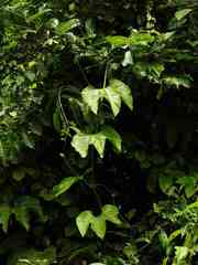 Gurania lobata