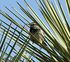 Campylorhynchus brunneicapillus