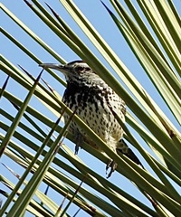 Campylorhynchus brunneicapillus