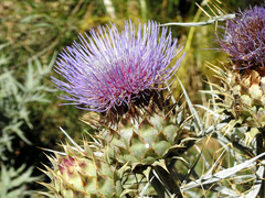 Cynara cardunculus cardunculus