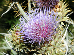 Cynara cardunculus cardunculus