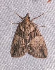 Hydriomena chiricahuata