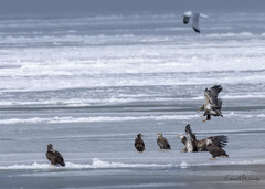 Haliaeetus leucocephalus