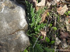 Cirsium pyrenaicum