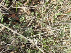 Helianthemum asperum