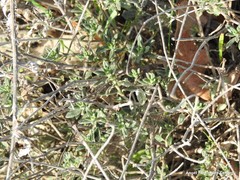 Helianthemum asperum