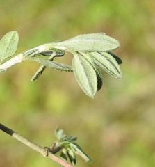 Helianthemum asperum