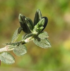 Helianthemum asperum
