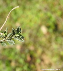 Helianthemum asperum