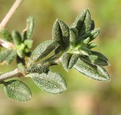 Helianthemum asperum