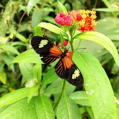 Heliconius clysonymus