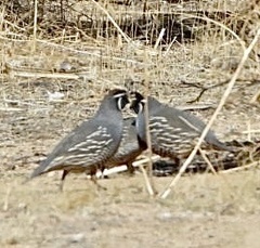 Callipepla californica