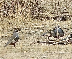 Callipepla californica