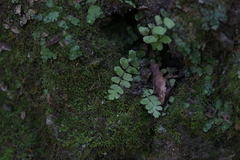 Asplenium × heteroresiliens