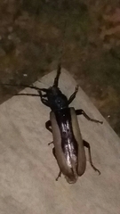 Poeciloxestia dorsalis