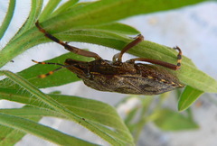 Coenomorpha nervosa
