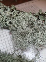 Usnea flavocardia